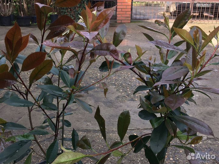 Фотиния вечнозеленая