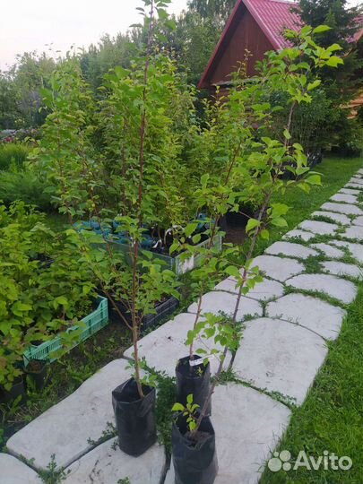 Абрикос саженцы