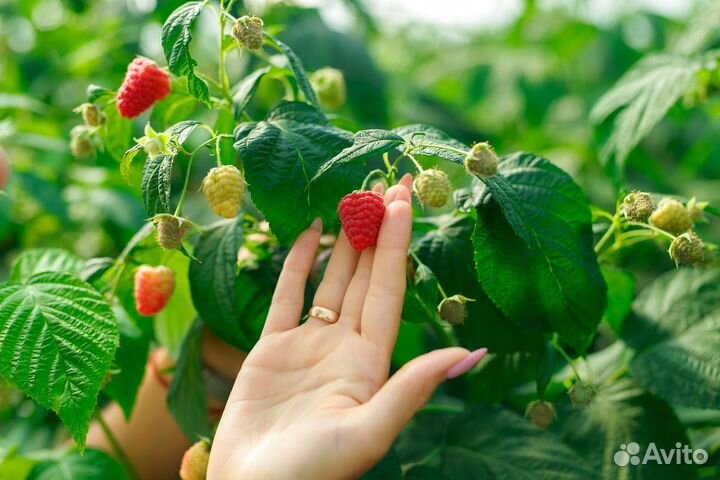 Ремонтантная малина (саженцы)