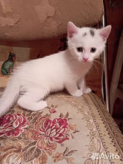 Кошка турецкая ангора и 1 котёнок в добрые руки