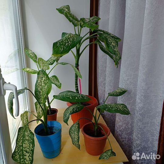 Диффенбахия Тропик Сноу (3 сред. 2 бол.)