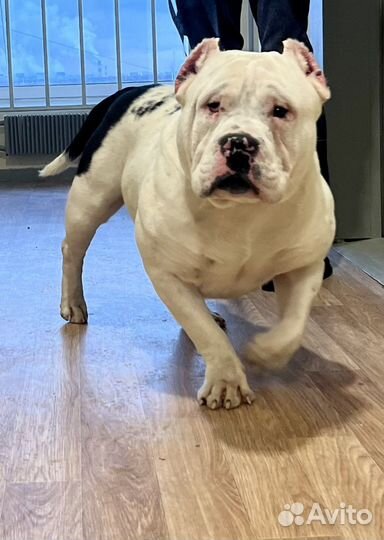 Американский Булли Вязка