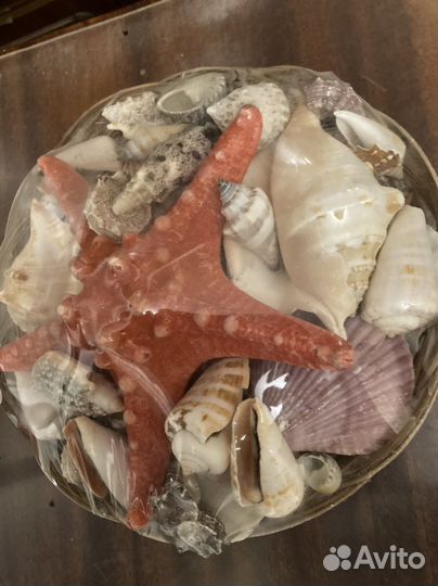Ракушка сувенирная морская в корзинке