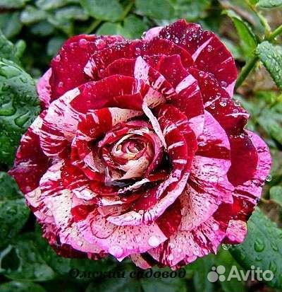 Морозостойкие Саженцы роз