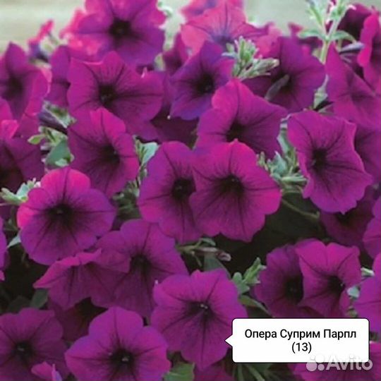 Петуния Опера