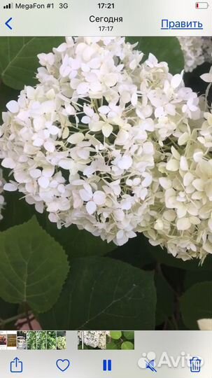 Белые гортензии. Бронь на осень