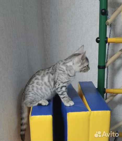 Бенгальский мальчик