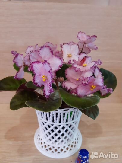 Фиалки сортовые