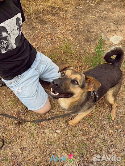 Лучшая Собака ищет дом