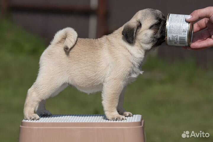 Щенки мопса