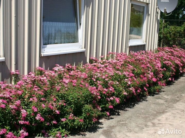 Продаю саженцы спиреи