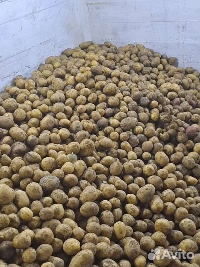 Продам картофель