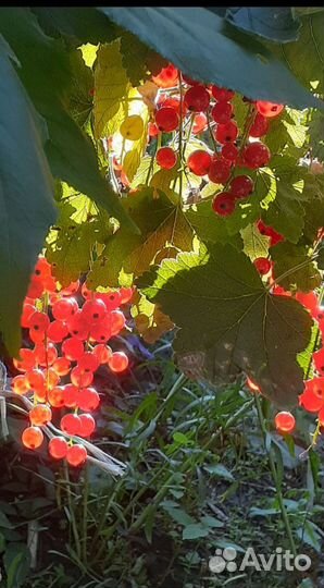 Саженцы черной и красной смородины в контейнере