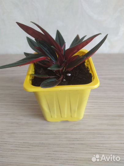 Пеперомия Россо