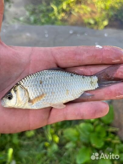 Живец карась