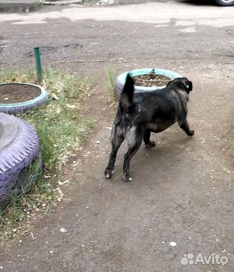 Собака, которая не лает