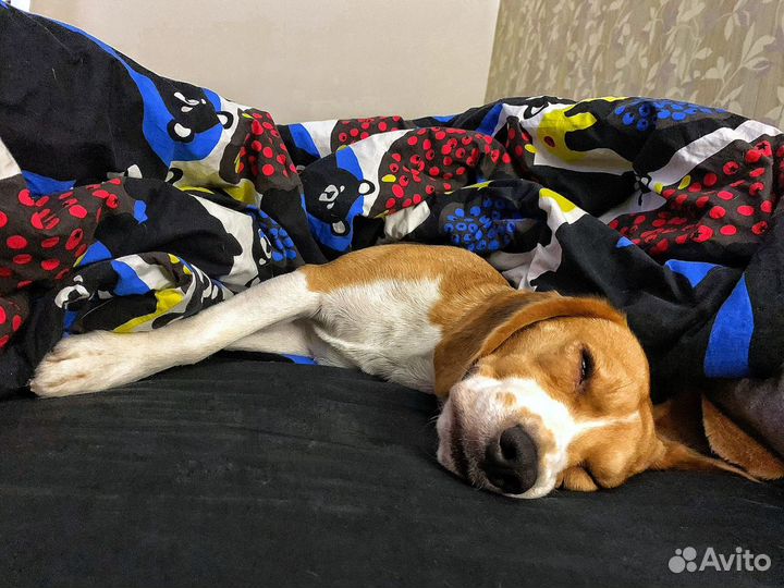 Бигль Вязка