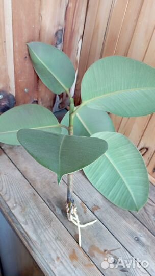 Фикус черенок