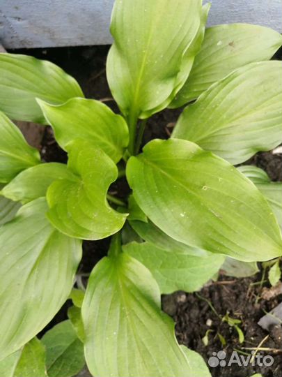 Хоста, маргаритка, клубника, земляника, ромашка