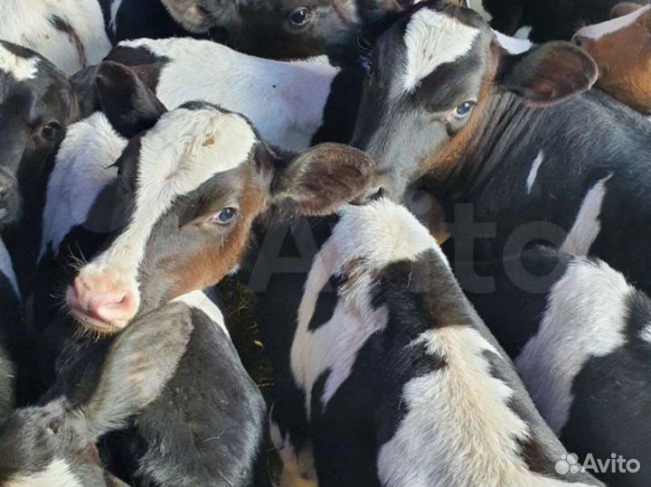 Бычки от 1 месяца