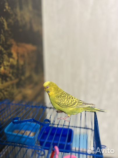 Волнистый попугай