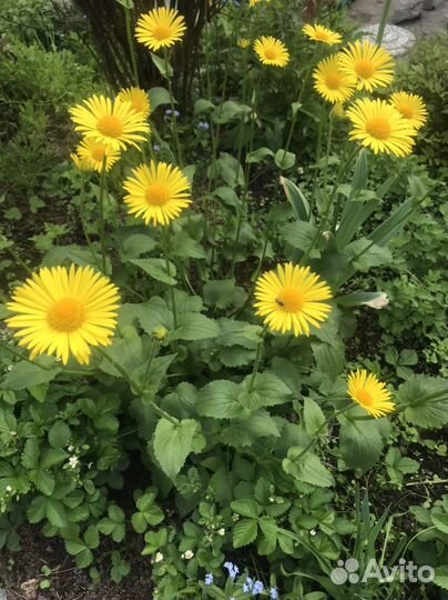 Многолетние цветы для сада