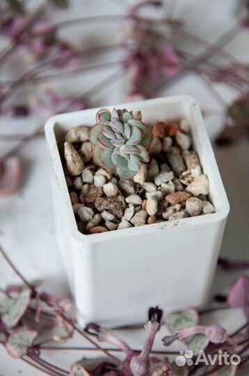 Суккуленты-5 эхеверии, граптоверии, граптоседум