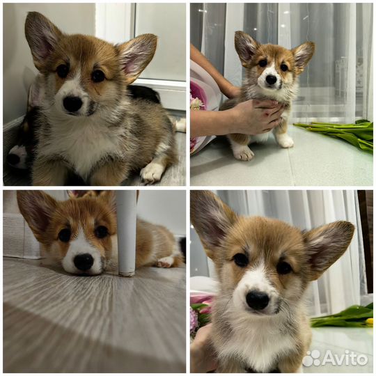 Щенки вельш корги пемброк