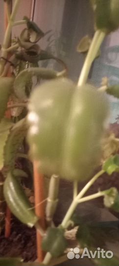 Каланхоэ лечеб ное