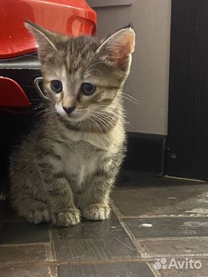 Отдам в добрые руки