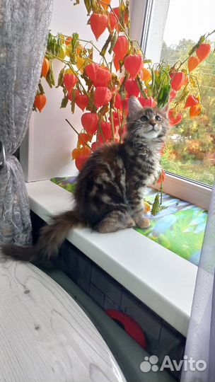Котята Мейн-кун
