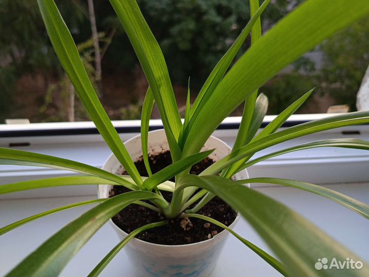 Хлорофитум