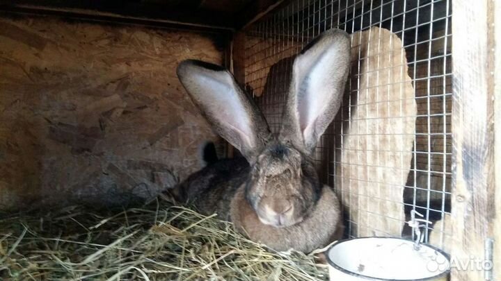 Кролики ризен