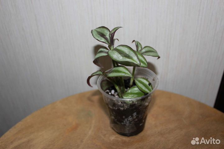 Комнатные растения