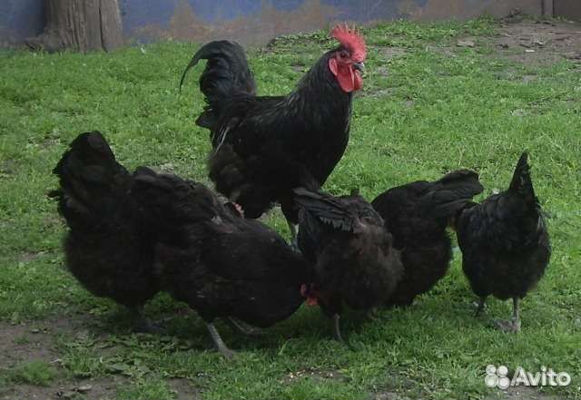 Австралорп черный инкубационное яйцо