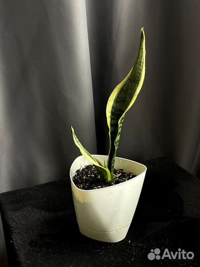 Сансевиерия Футура Суперба