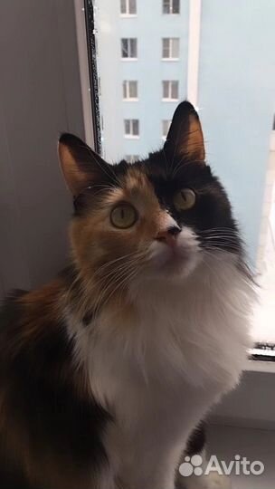 Домашнаяя кошка