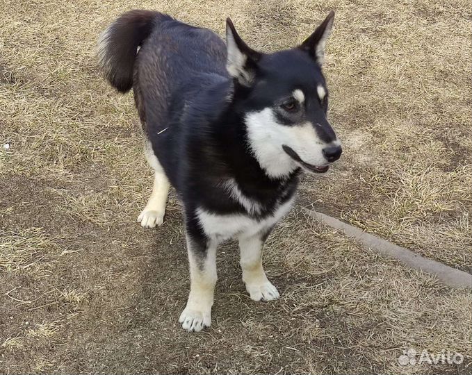 Бэтти