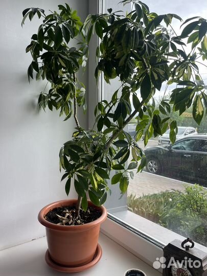 Комнатные растения цветы большие