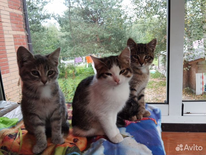 Кошки и кот