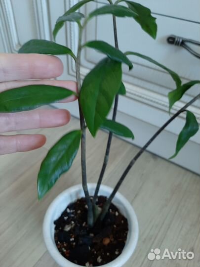 Замиокулькас