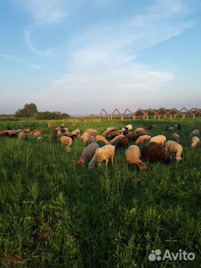 Овцы бараны