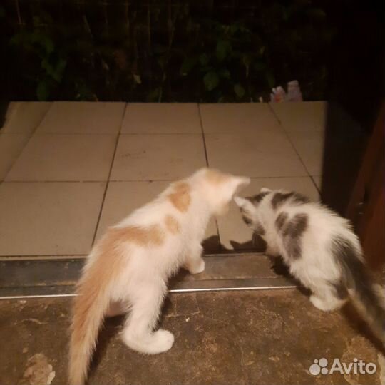 Отдаю котят в хорошие руки