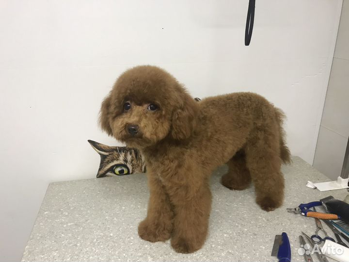 Груминг животных