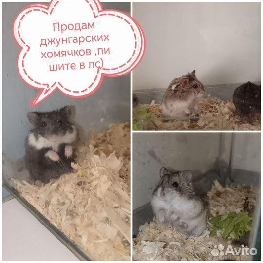 Лапочки хомячки джунгарики и сирийцы