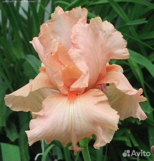 Ирисы Сортовые Бородатые