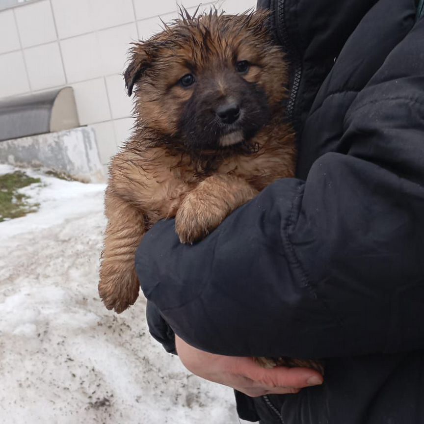 Щенок, метис овчарки, 1,5 месяца