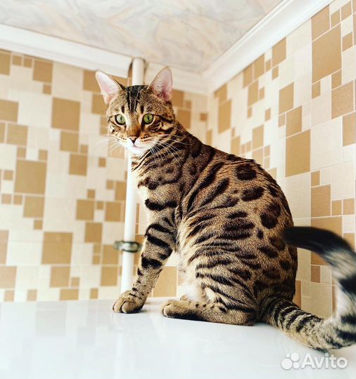 Бенгальская кошка вязка