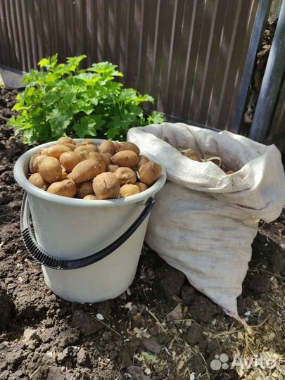 Семенной картофель