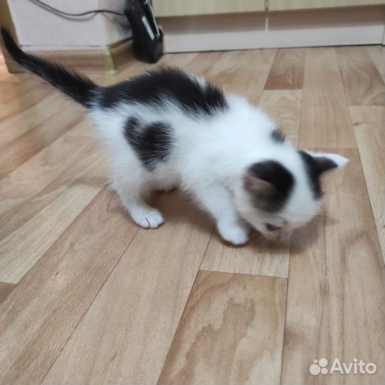 Котята ищут дом